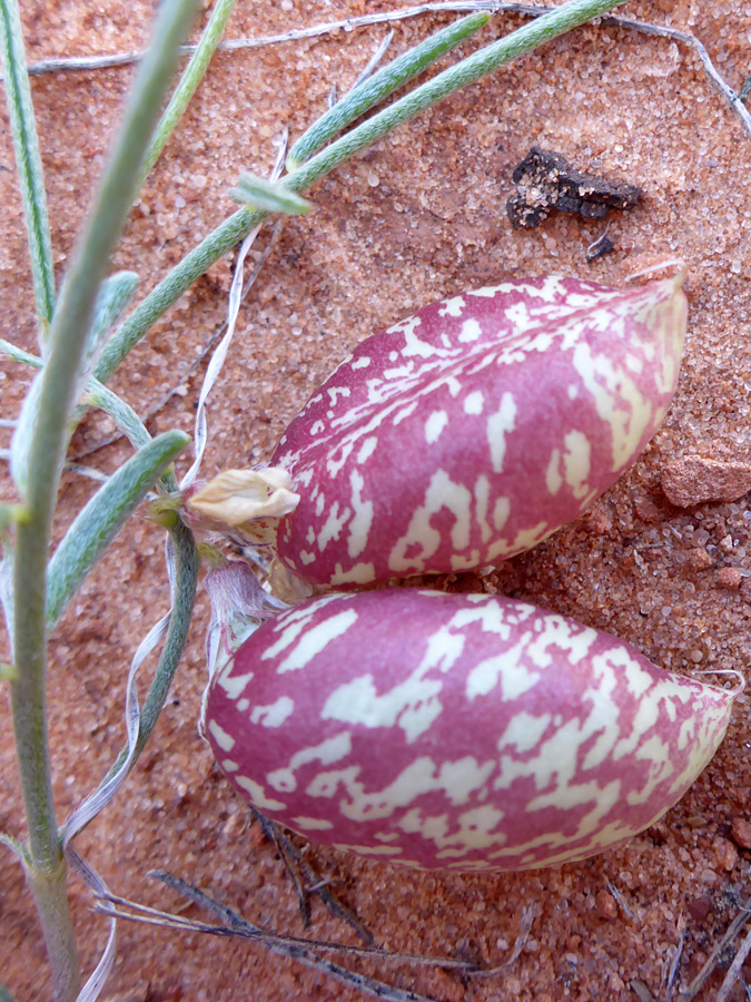 Purple pods