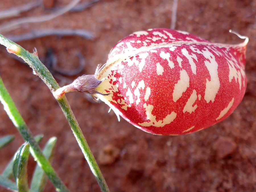 Red pod