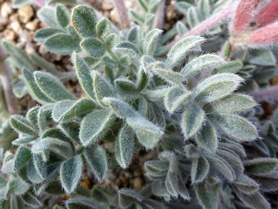 Hairy leaves