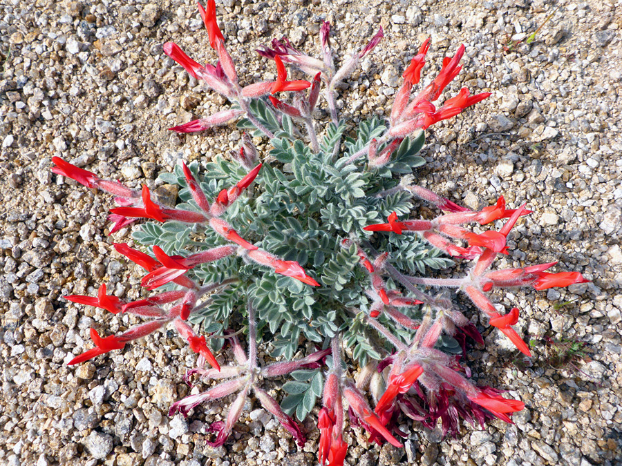 Leaves and flowers