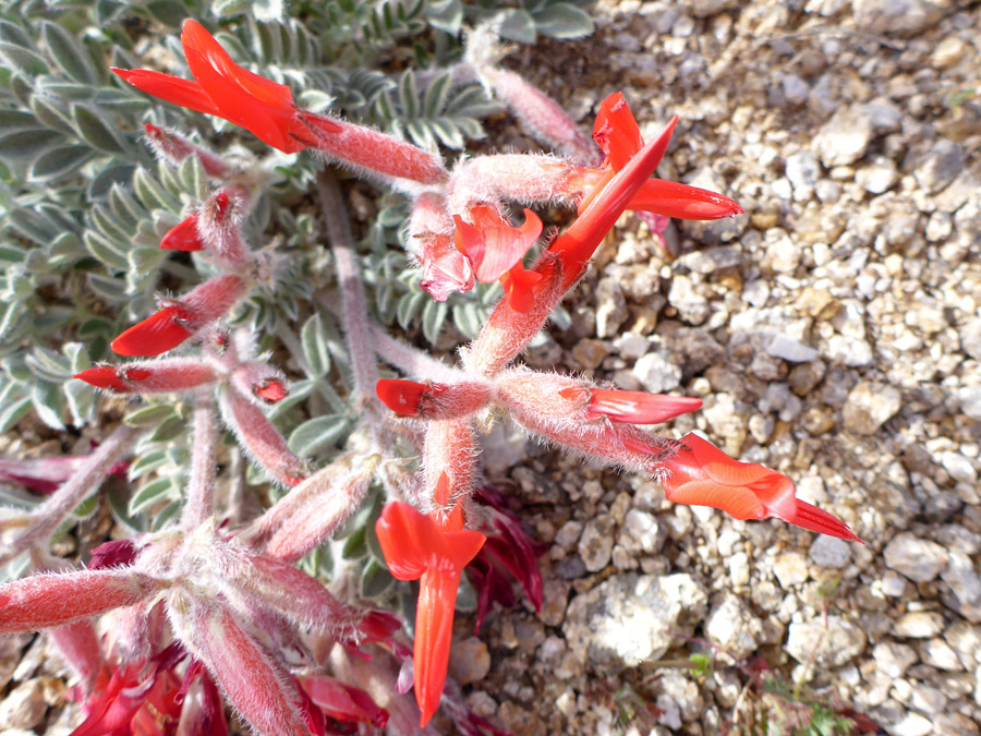 Tubular flowers