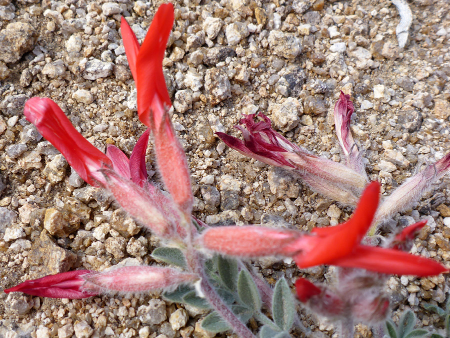 Flowers, some withered