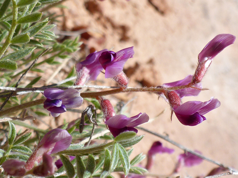 Hairy stem