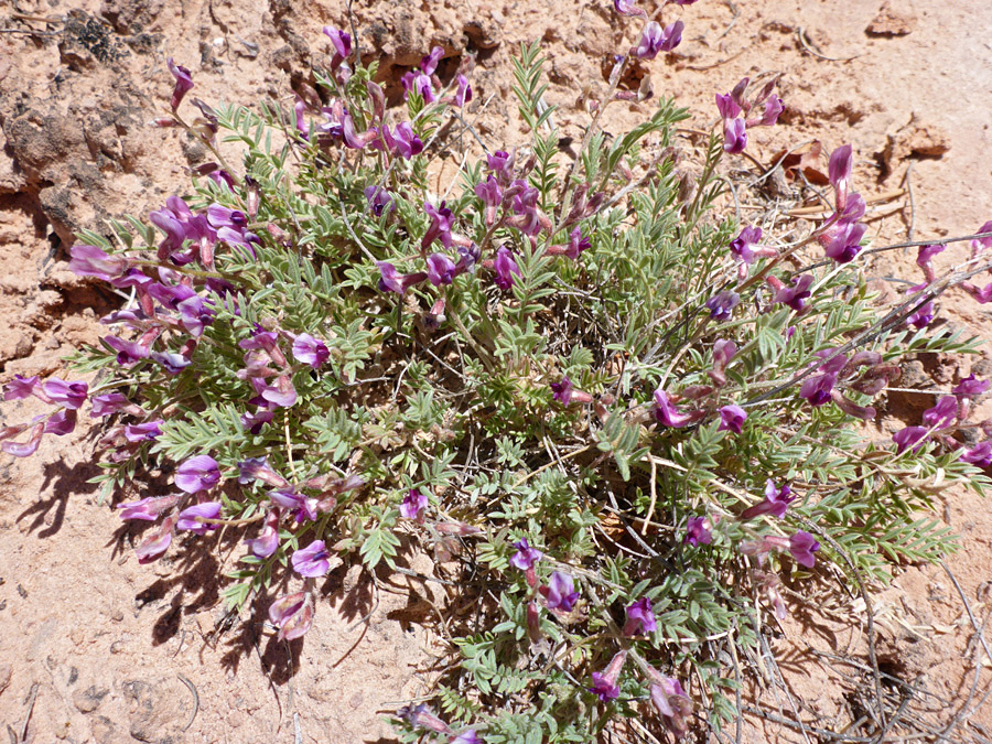 Large plant