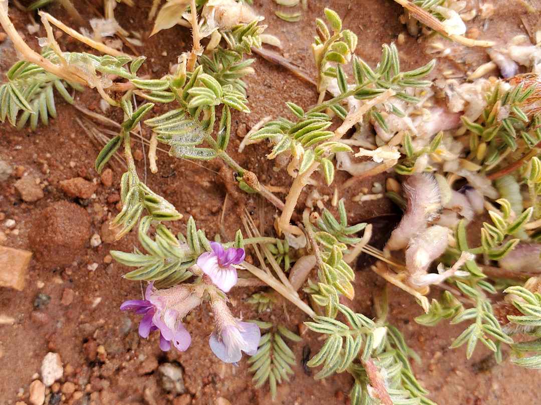 Low-growing plant