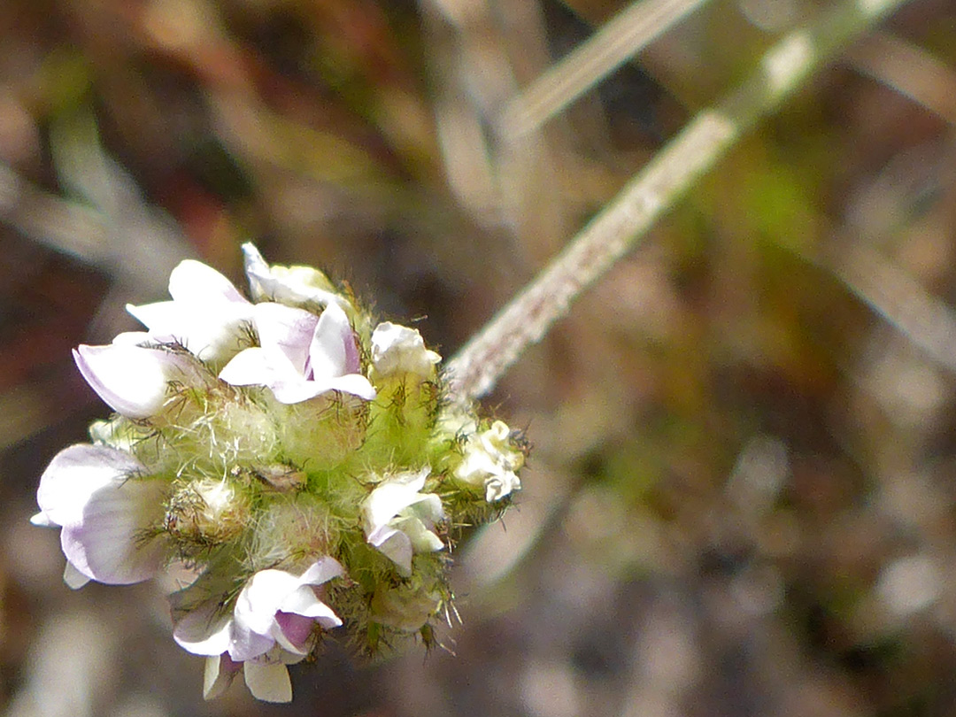 White flowers