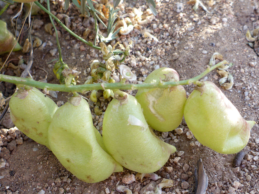 Yellow-green pods