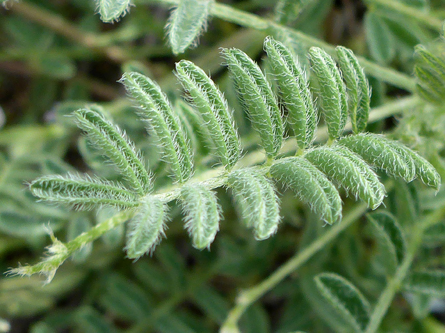 Hairy leaflets