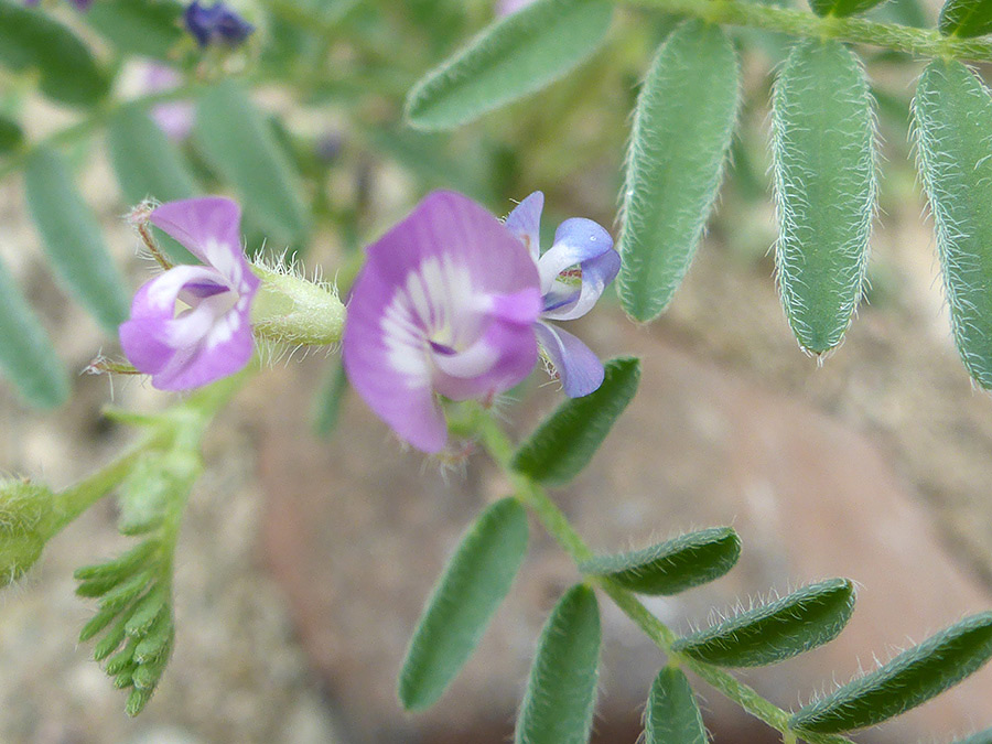 Leaves and flowers