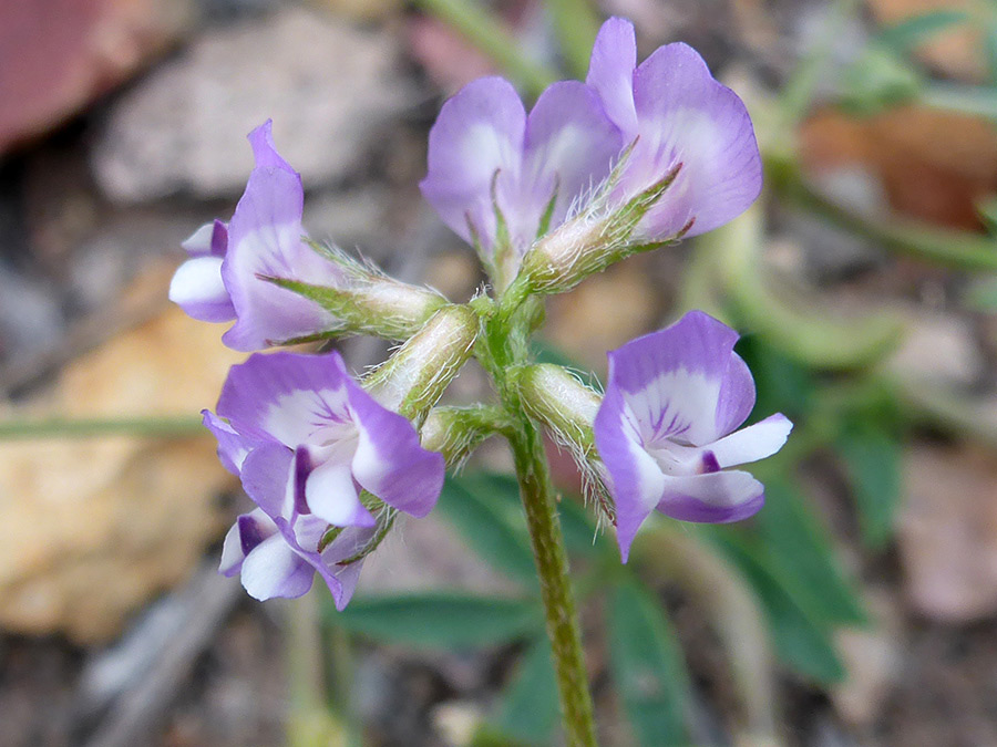 Six flowers