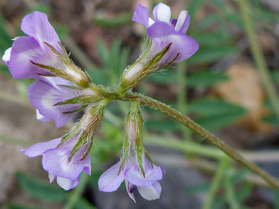 Hairy calyces