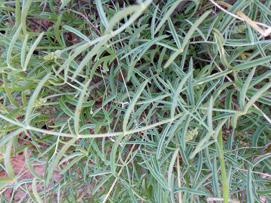 Stems and leaves