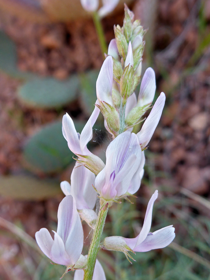 Flowers and buds