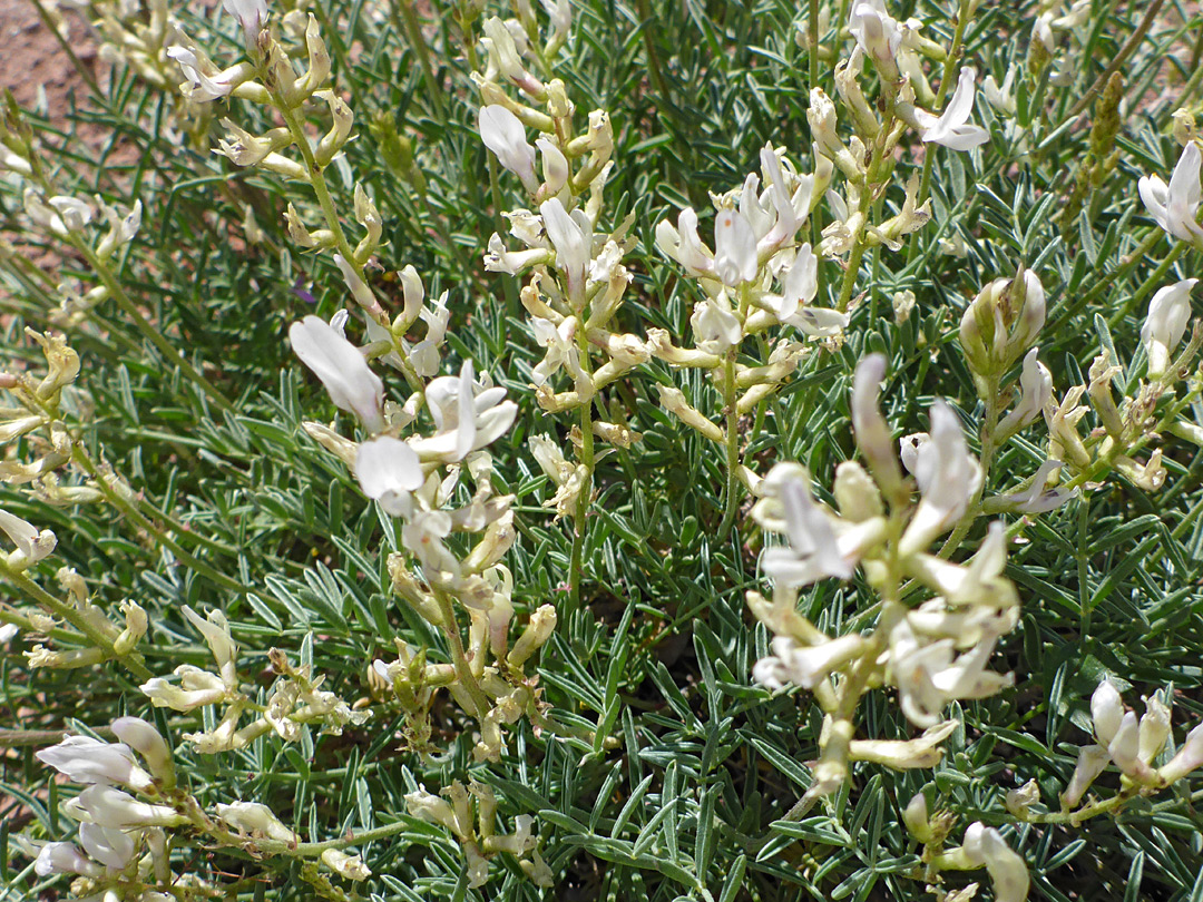 Many stems