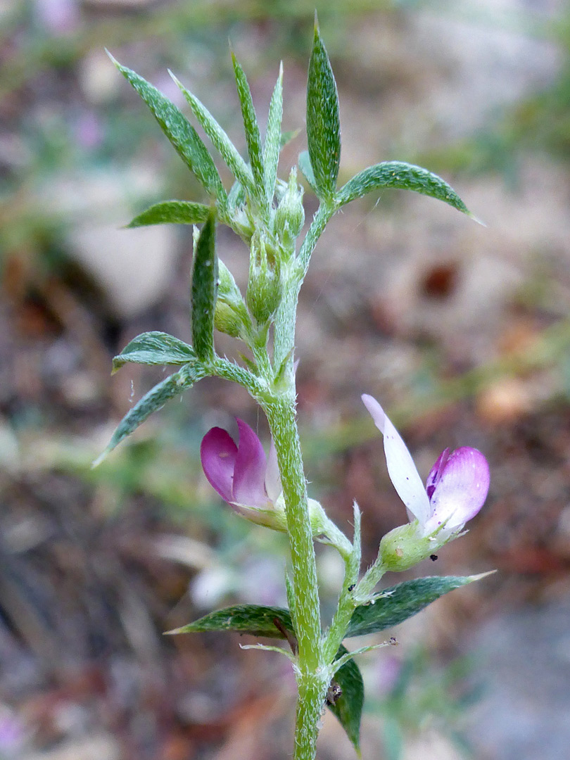 Flowering stem