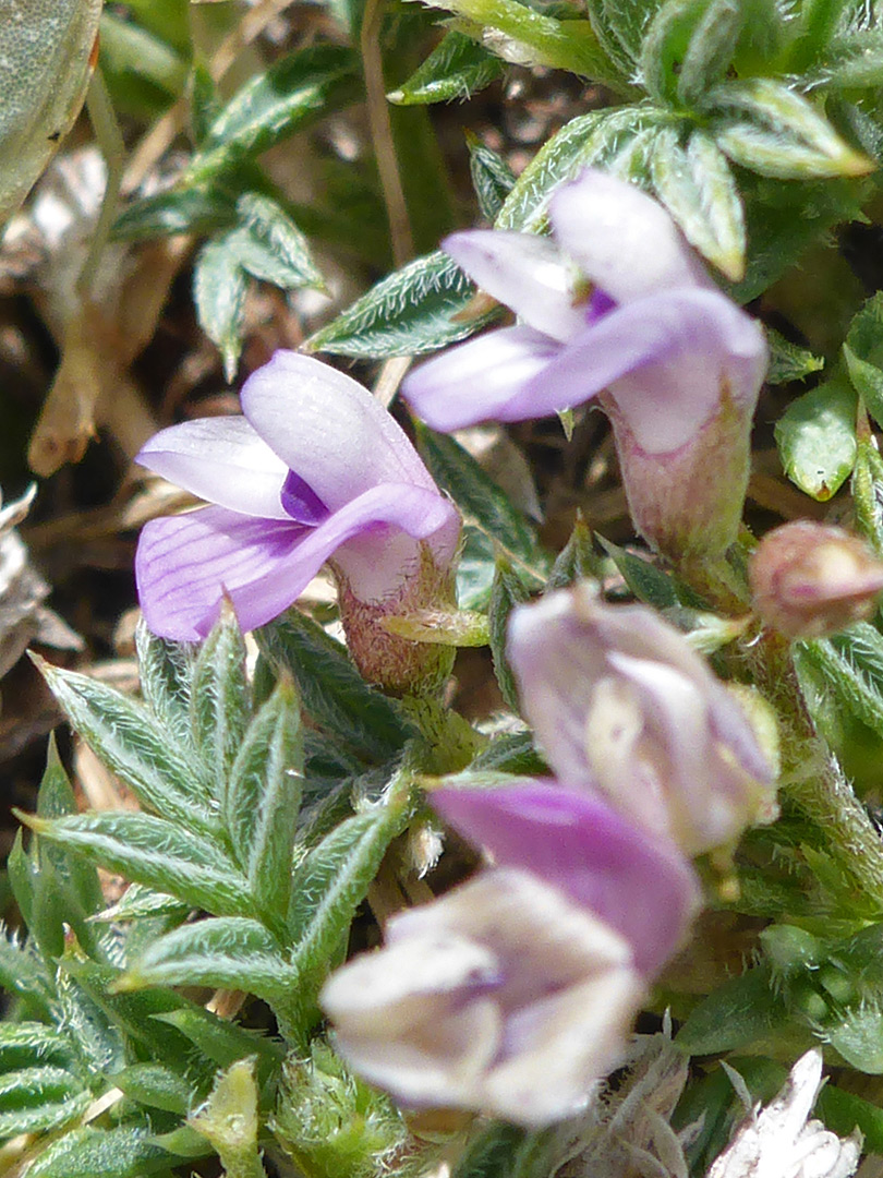 Pale purple flowers