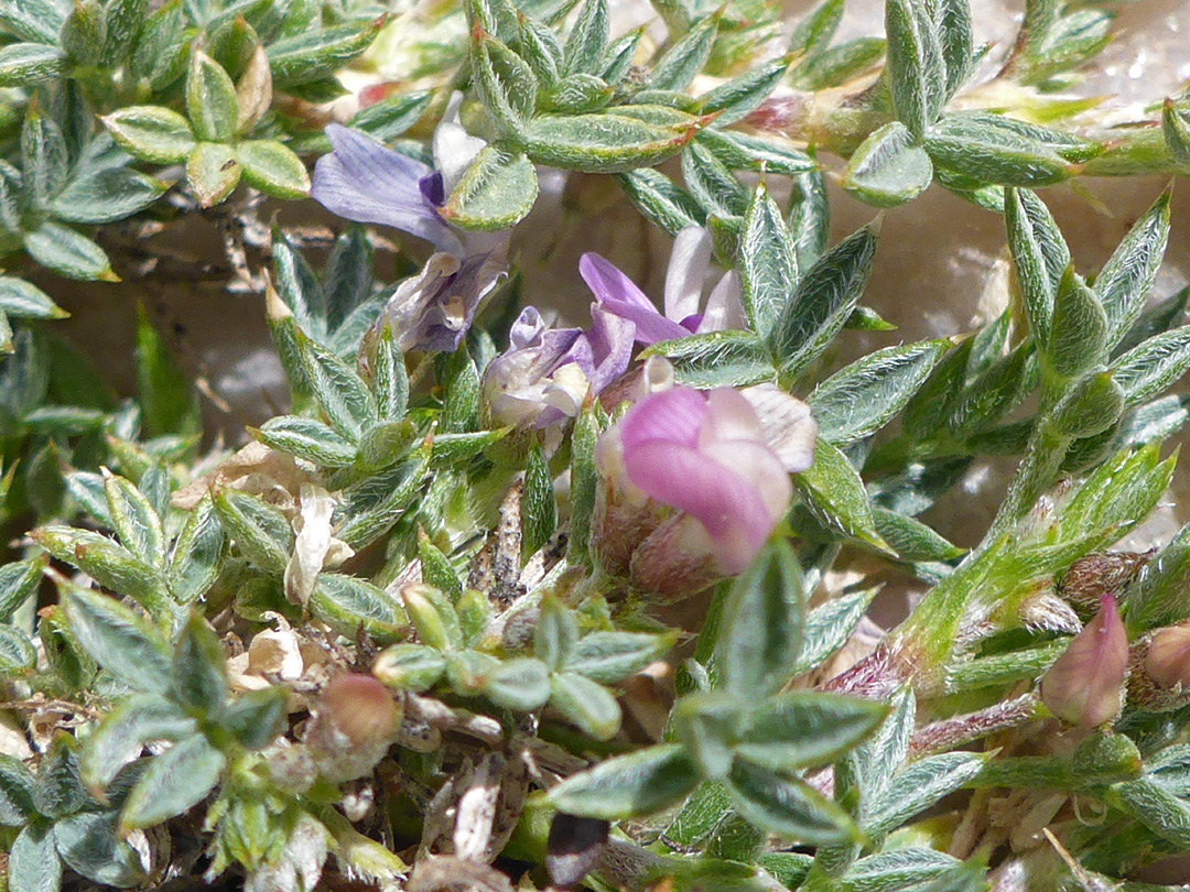 Leaves and flowers