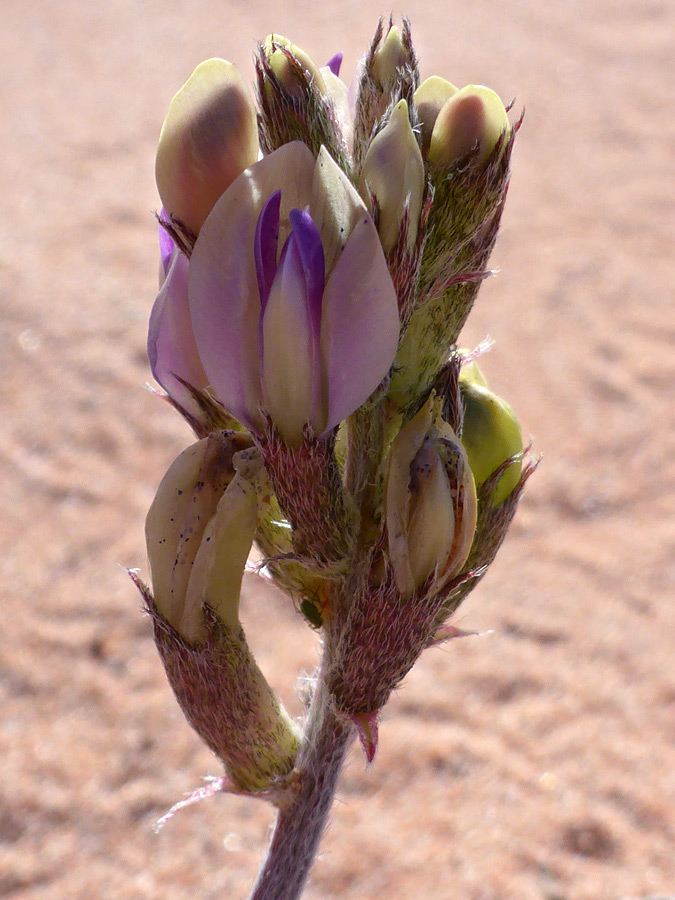 Yellowish buds