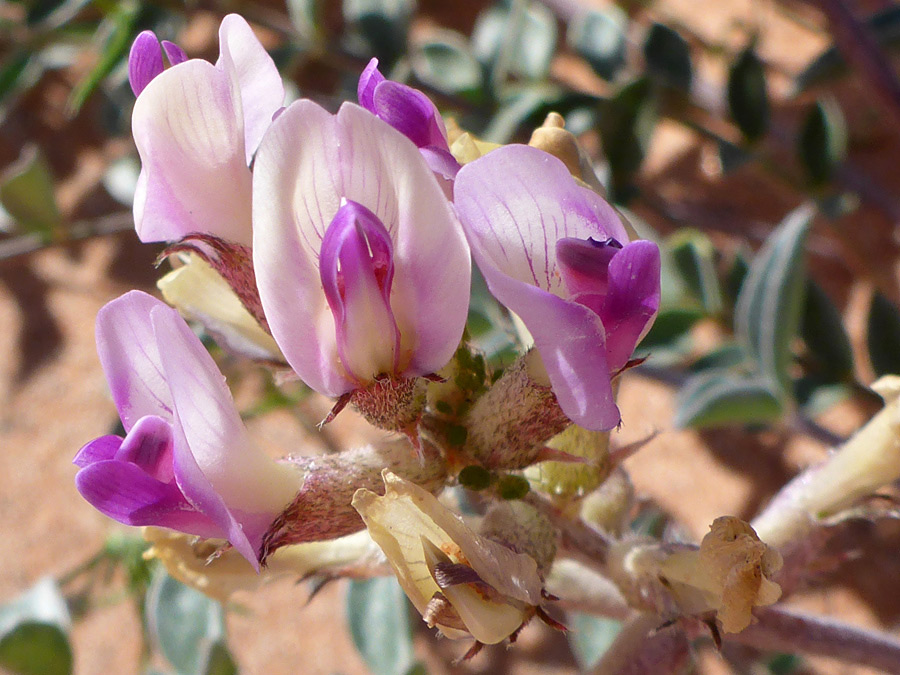 Whitish banner petals