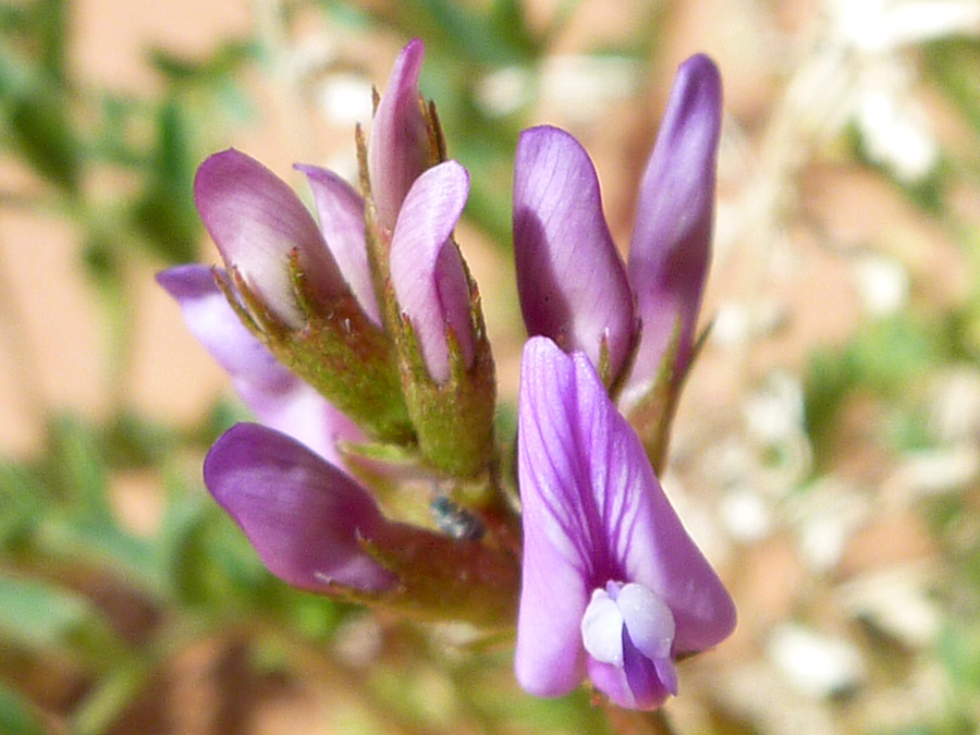 Pinkish purple flowers