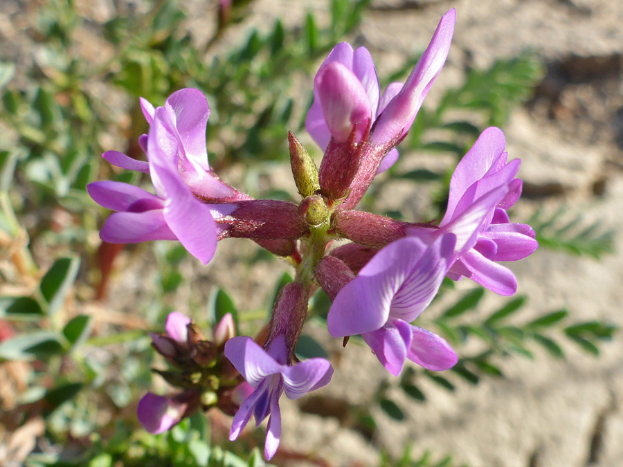 Red calyces