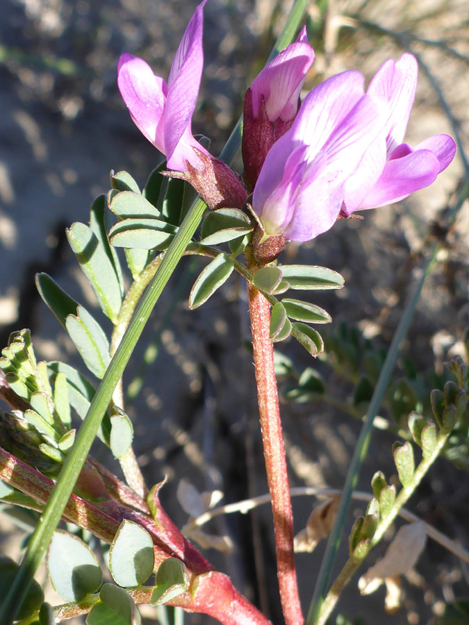 Red flower stems