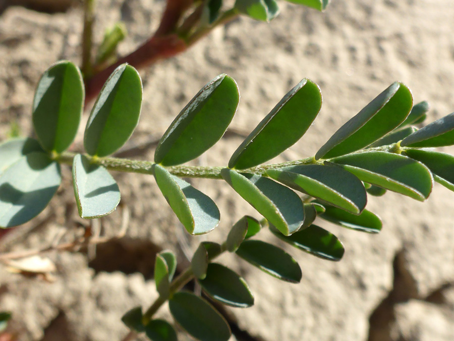 Green leaflets