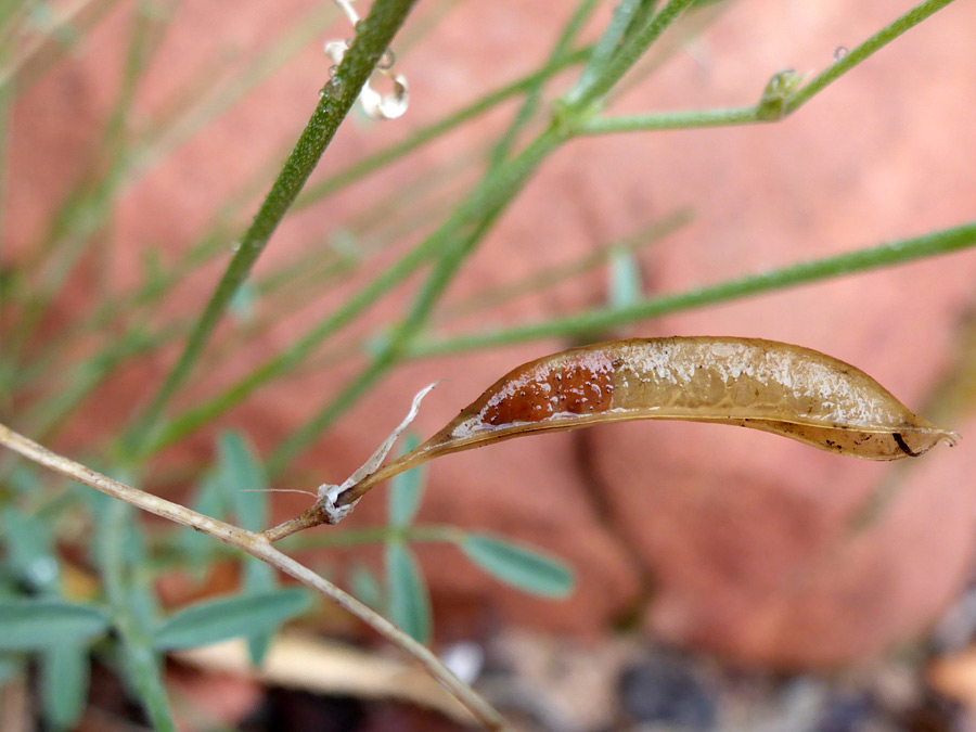 Withered seed pod