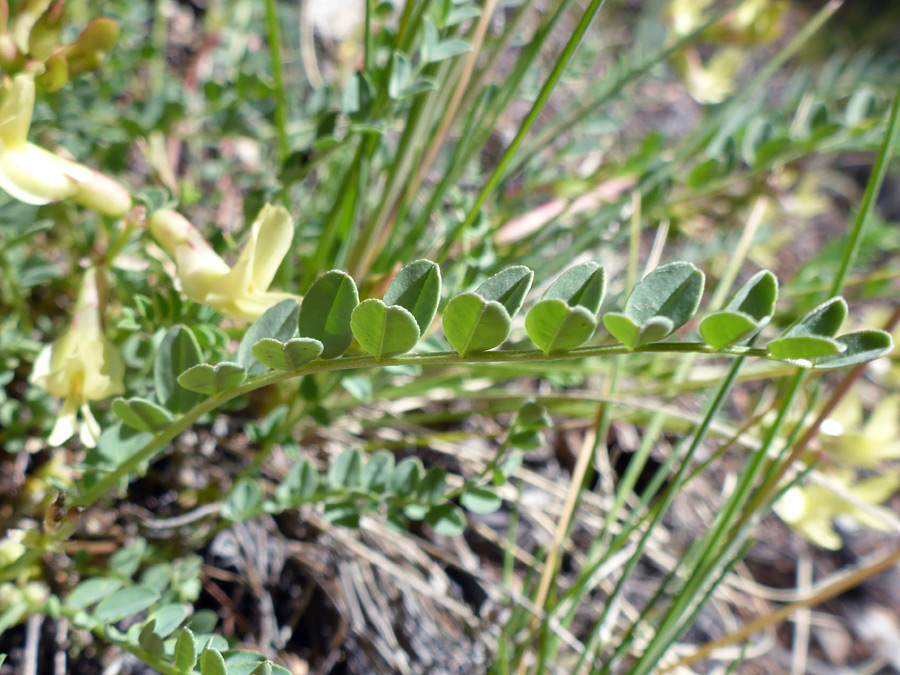 Compound leaf