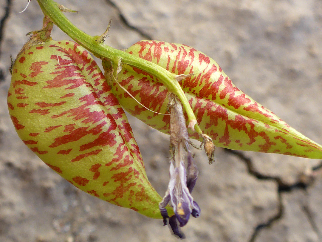 Two seed pods