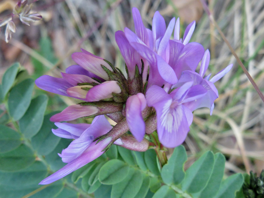 Flower cluster