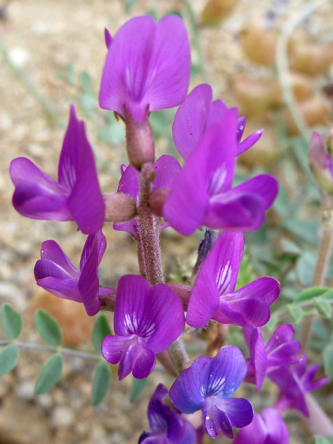 Flower spike