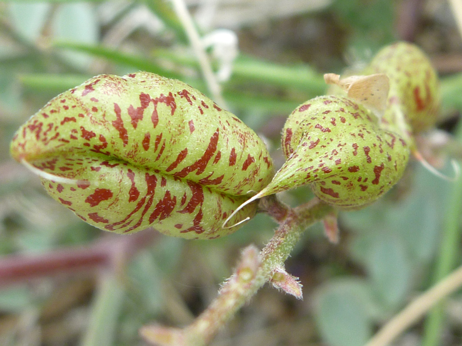 Two seed pods