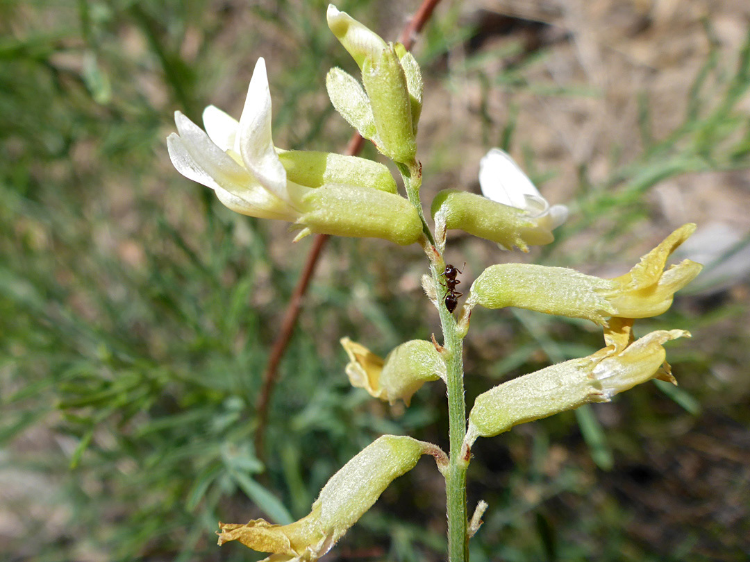 Yellowish-white flowers