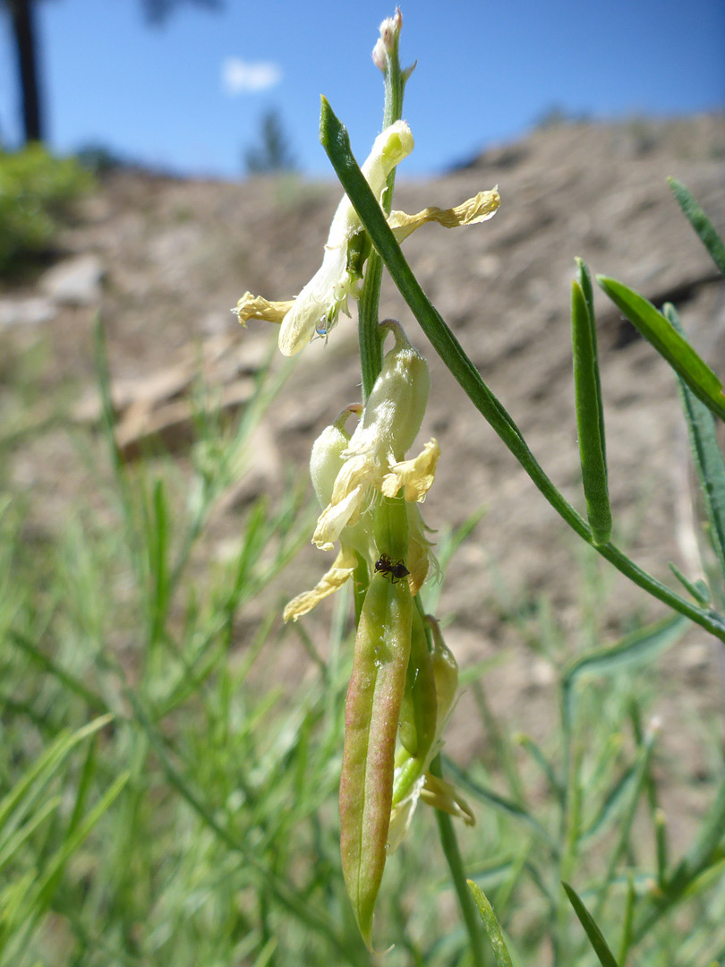 Pendent flowers