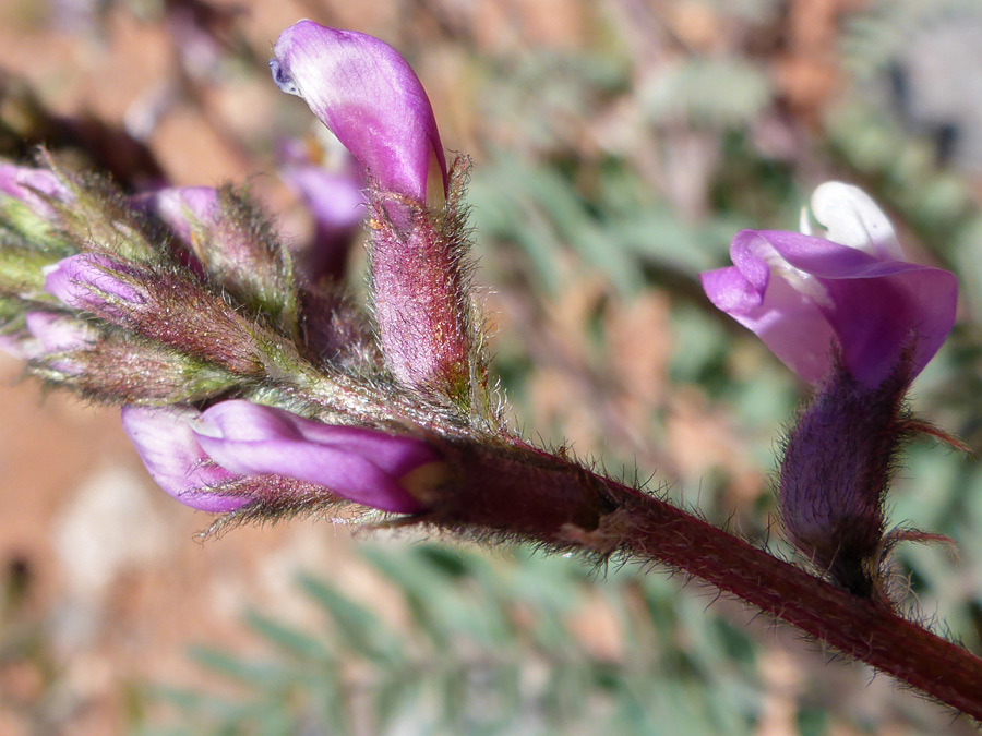 Hairy calyces