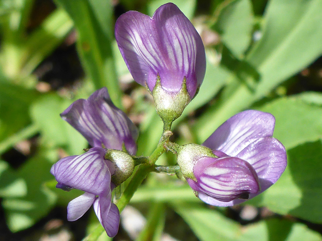 Flower cluster