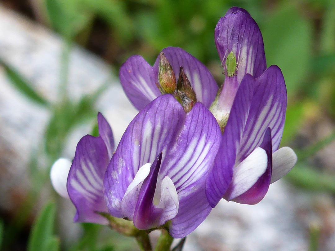 Dark purple flowers