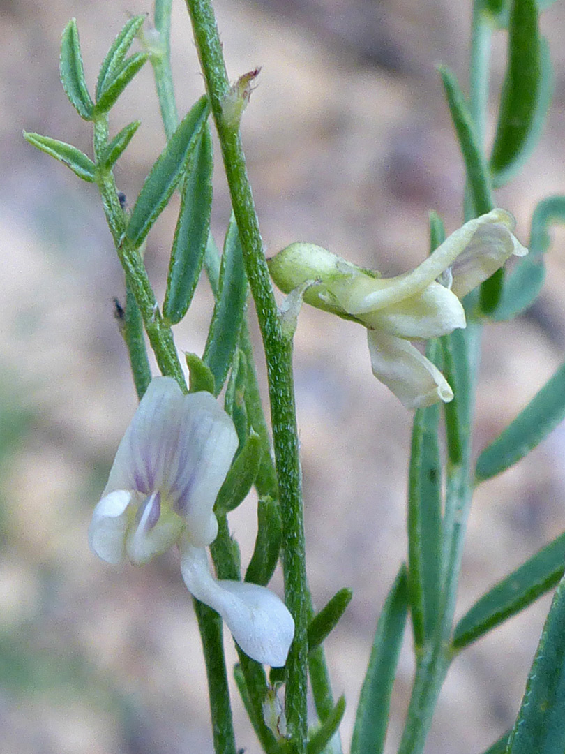 Upwards-pointing leaves