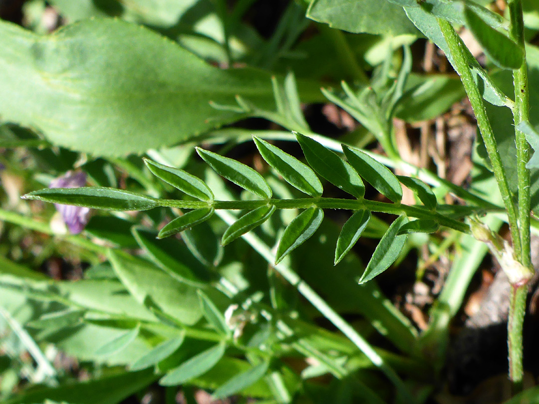 Pinnate leaf