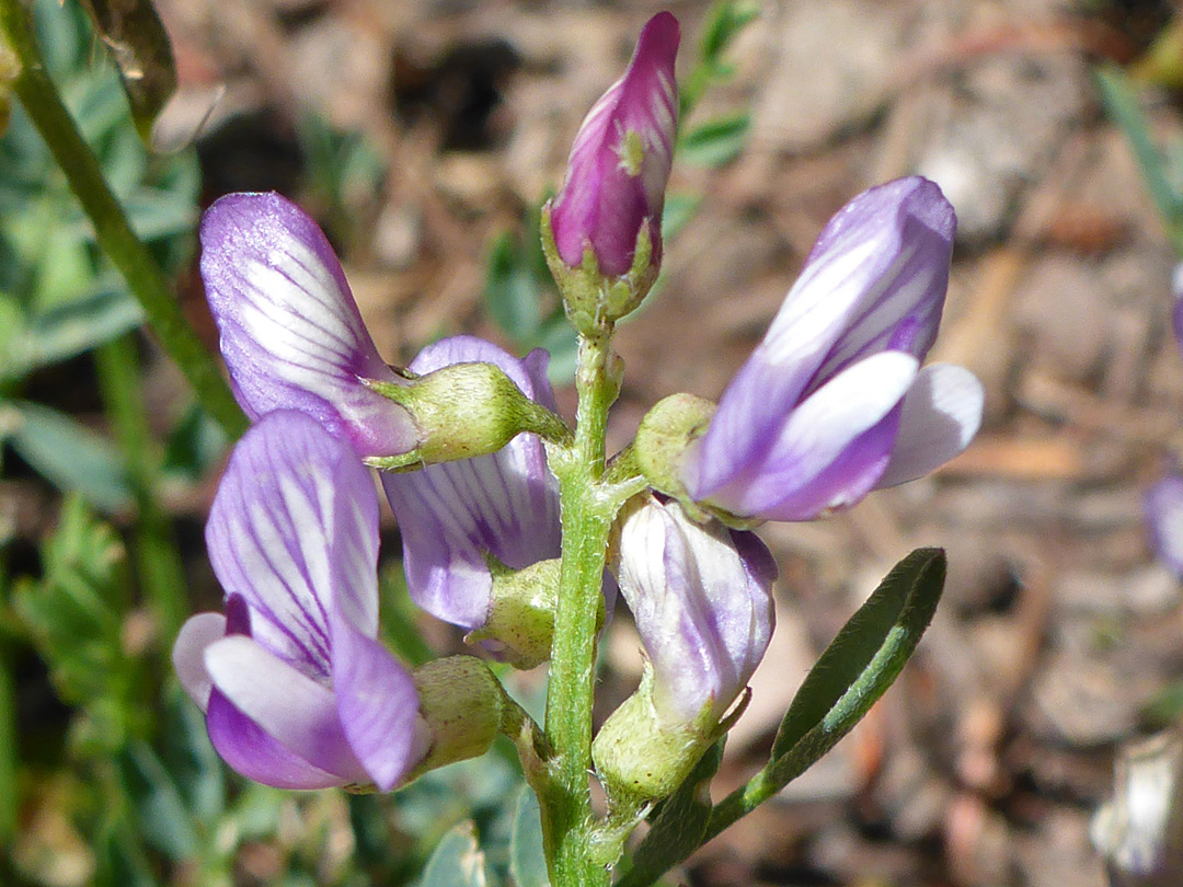 Flowering stem