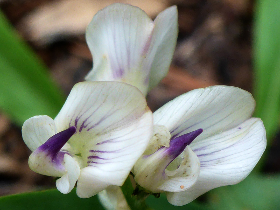 White and purple flowers