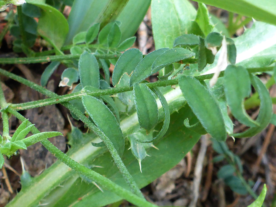 Ciliate leaves