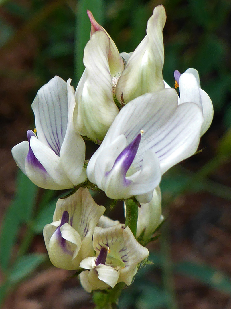 Cluster of flowers