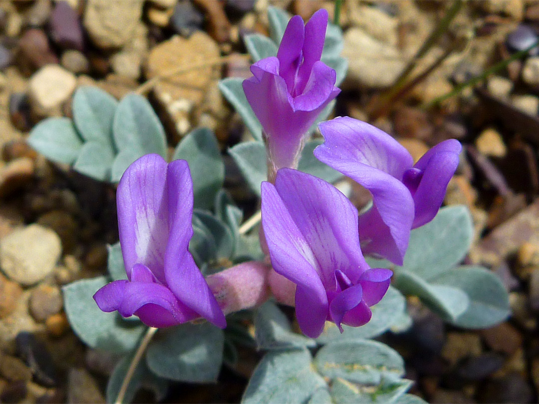 Astragalus missouriensis