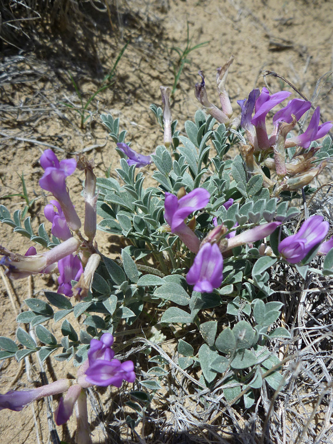 Flowers and leaves