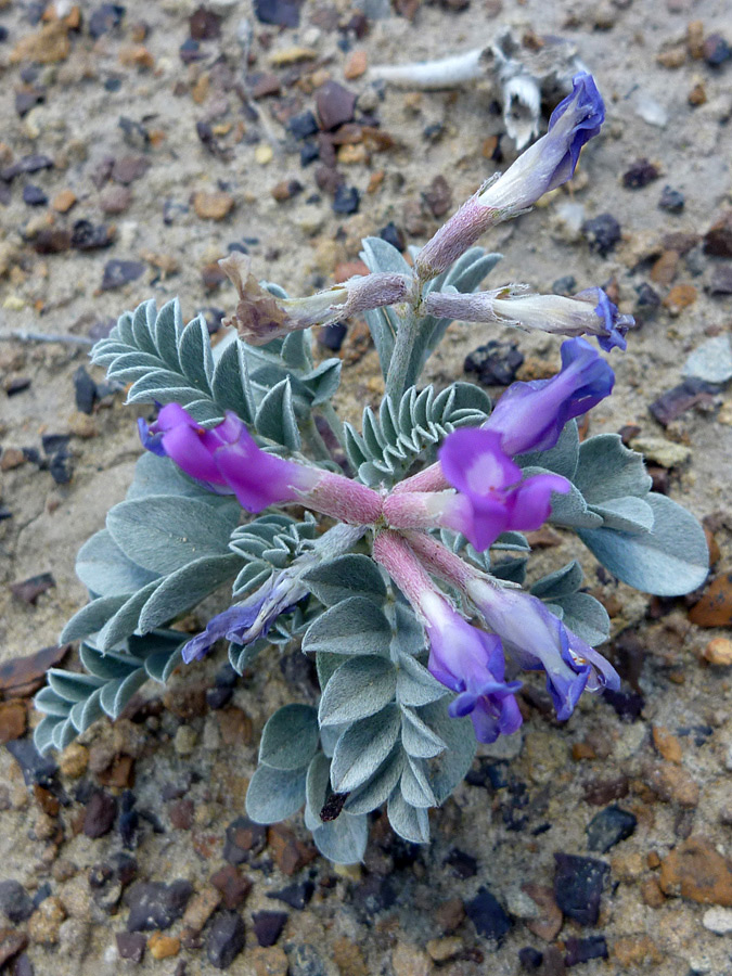 Two flower stalks