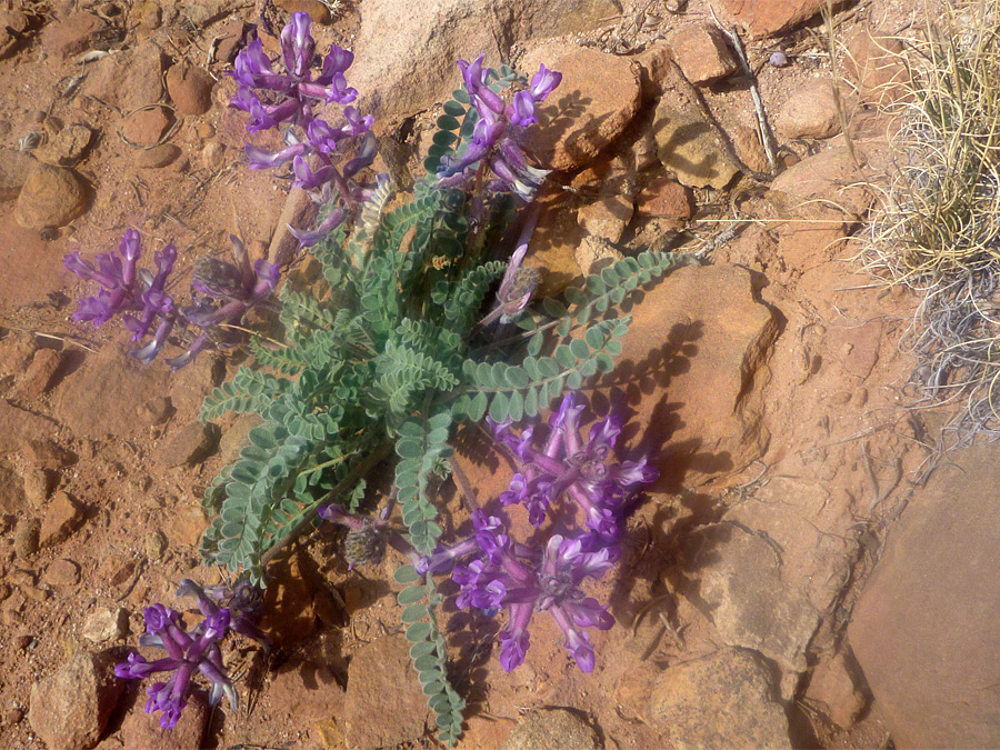 Purple flowers and small green leaves