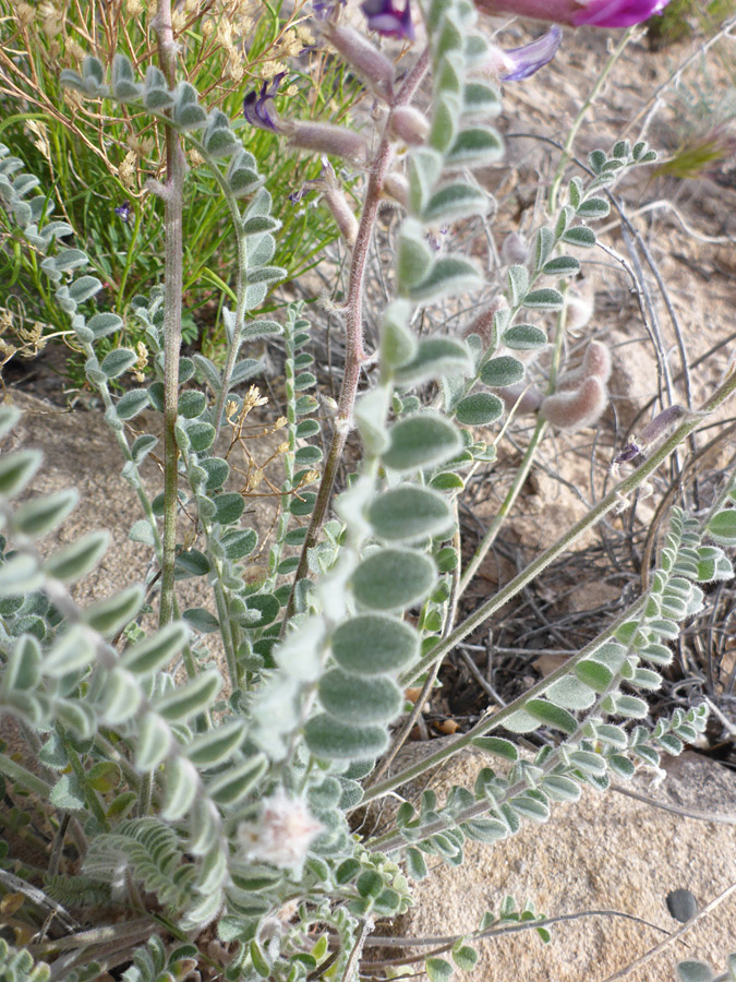 Stems and leaves