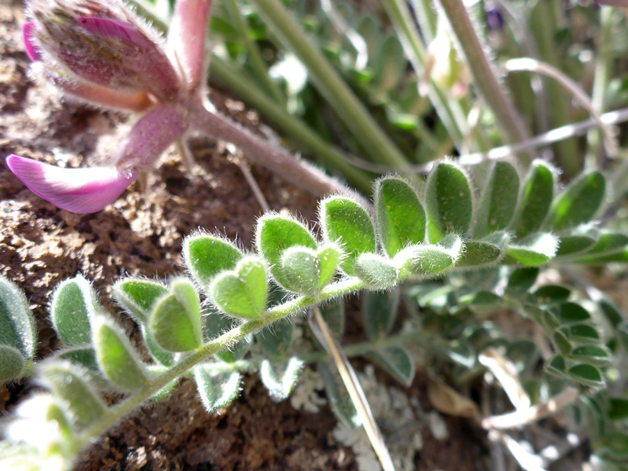 Arching leaf stalk